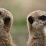 Meercats