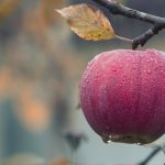 agriculture-apple-blur-257840