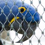 blue-parrot-1309084-2476105206-1581691084704