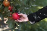 A hand picking a red apple from a tree