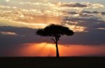 A single tree on an open plain at sunset