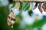 A brown and white Swallowtail butterfly rests under a row of white, green and brown chrysalises